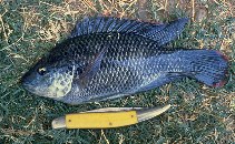 Oriochromis massambicus