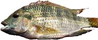 Tilapia zillii