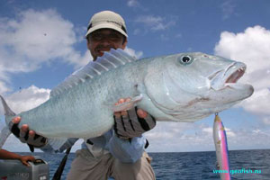 ���� ����